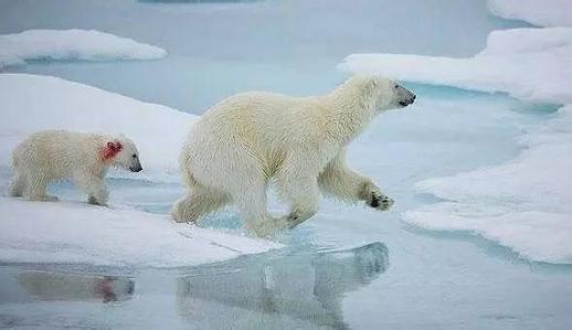 北极圈罕见高温，北极熊或将在40年内灭绝